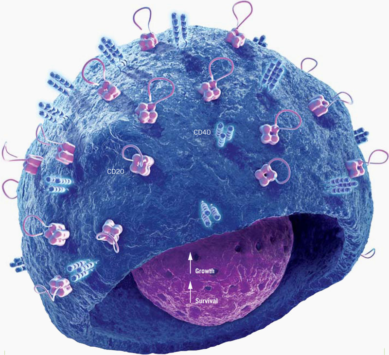 B-Cell - Gigigeligi