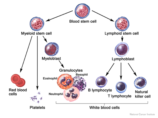 B-cell - Gigigeligi